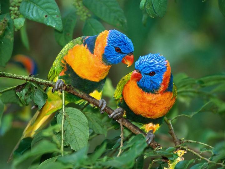 Beautiful Birds