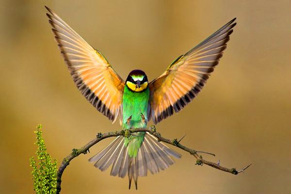 Different Kind Of Birds